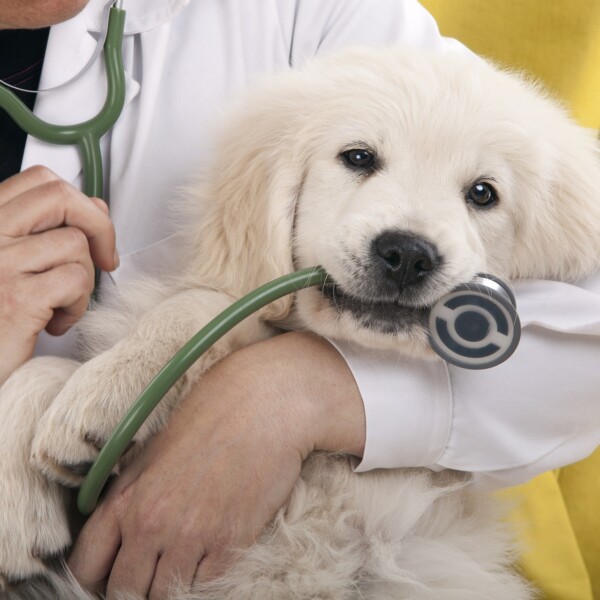Guide To Get Pet Health Insurance Policy with A Sustainable Premium