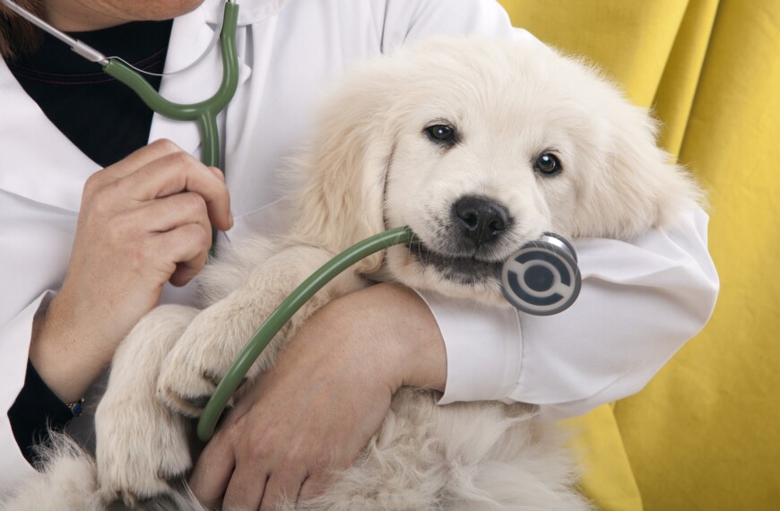 Guide To Get Pet Health Insurance Policy with A Sustainable Premium