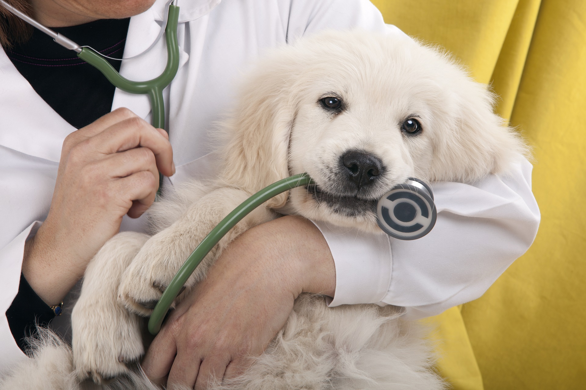 Guide To Get Pet Health Insurance Policy with A Sustainable Premium